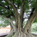 소동느티나무 이미지