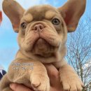 J&L 희귀모색 프렌치불독 | 국내최상위모색 프렌치불독 : 귀한 장모 이자벨라 라일락탄 그리고 J&amp;L Frenchbulldogs