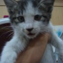 염리초교 이미지