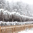 황태덕장 이미지