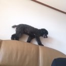 우리집 멍뭉 이미지