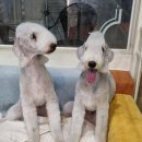 딸기애견미용실 이미지