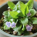 봄꽃에서첫눈까지 이미지