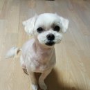 달고나 펫살롱 이미지