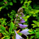 비비추공원 이미지