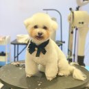 아이앤독 이미지