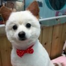 솜솜 애견미용 이미지