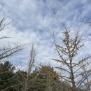 CU 창전숲길점 | 🍂 홍천 가볼만한 곳 | 은행나무숲 방문후기 (2025.10.29 최신 근황)