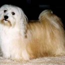 하바네제 비숑 (Havanese) 이미지