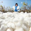 목화밭 이미지