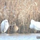 시흥리-6 이미지