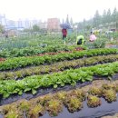 순이농장 | 농부학교 10기 11주 차 수업 후기, 토마토 곁순 따기...채소 끈 묶기, 막걸리 트랩, 주말농장, 텃밭 가꾸기