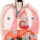 오장육부 이미지