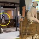 사람과 애견 이미지