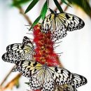 나비초등학교 이미지