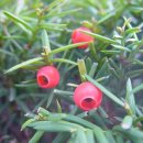 주목나무집 이미지