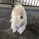 (주)일뚝집 네이버블로그