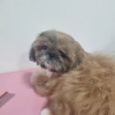 몽쉘몽봉 이미지