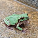 청개구리 이미지