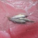 산머루 민박 이미지