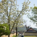 청솔마을 경로식당 | 안동 하회마을 시티투어 후기ㅣ25000원 당일치기 가성비 안동여행