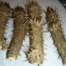 장수건강원 이미지