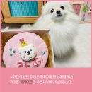 뚜드림수제간식 이미지