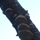 대한건재 | 상황버섯 선물세트 원물 건재 판매 파는곳 가격 안내