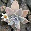 대정초등학교 이미지