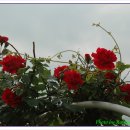 시풍농장 이미지