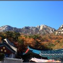 도선사 Daum카페