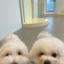 위드멍 애견유치원 이미지