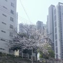 온천천 자전거대여소 옆 | 부산 온천천 벚꽃 개화 현황 2026 실시간 사진 동래 벚꽃 명소