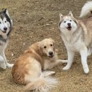 박순호의 아이슬란드 이미지