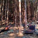 성주산휴양림 이미지