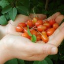 이쁜포리 이미지