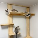 고양이 원목 캣타워 DIY 오분 컷 조립 놀이터 완성