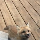 여우 PC방 이미지