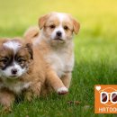 메르시독 이미지