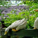 이원목장 이미지