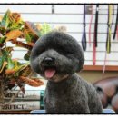 GROOMING 107 이미지