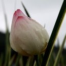 정한수퍼