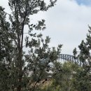 아침의 클래식 음악 산책 | 🇦🇺호주 시드니 6박 7일 일정 DAY5 - 바랑가루 산책 후 원주민 공연 오페라 공연 만끽