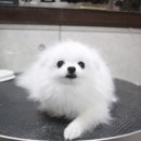 봄 펫살롱 이미지