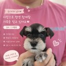 퍼피루미 네이버블로그