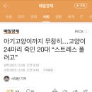 아기고양이까지 무참히…고양이 24마리 죽인 20대 “스트레스 풀려고” 이미지