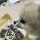 댕심당 | [댕심당] 강아지 수제간식 캥거루 연근칩 후기
