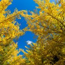 은행나무목장 이미지