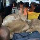 미산애견 이미지