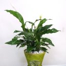 사하구 동매로 이미지